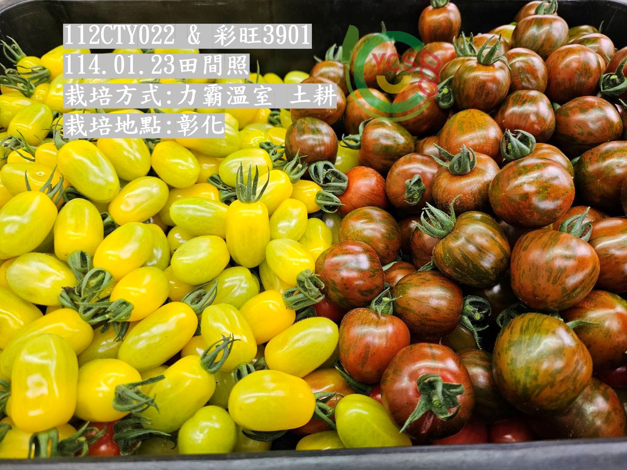 彩色小番茄ℕ𝕖𝕨 #彩旺𝟯𝟵𝟬𝟭🍅🍅🍅 黃色小番茄ℕ𝕖𝕨 #𝟭𝟭𝟮𝘾𝙏𝙔𝟬𝟮𝟮🍅🍅🍅