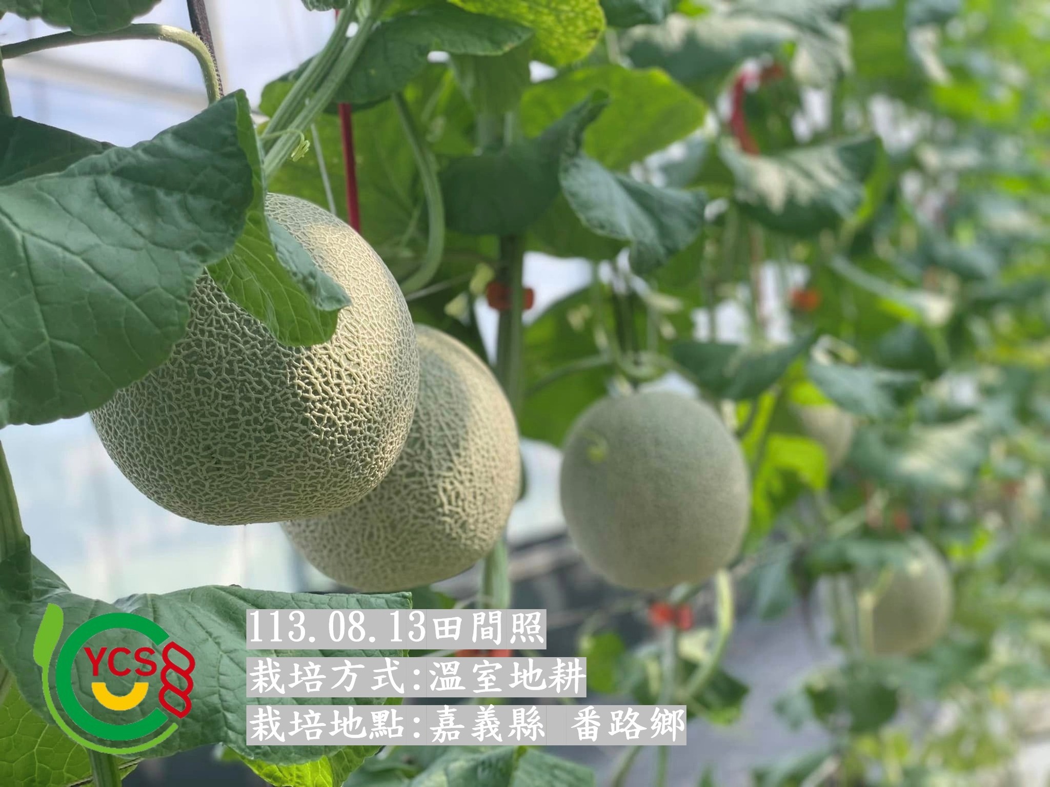 🎊【網紋洋香瓜🍈新品種!耐熱的「台中𝟮號」適合春天到早秋栽種】🎊