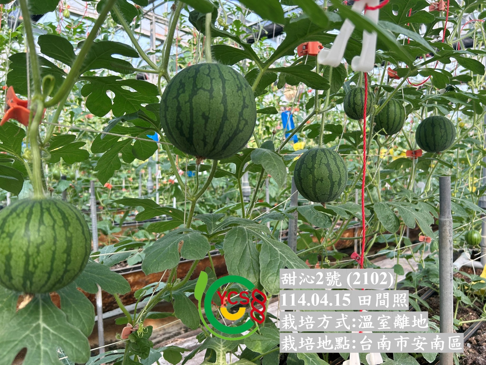 🚩宇辰種苗正式推出西瓜ℕ𝕖𝕨 「甜沁」系列！🔝🔝🔝